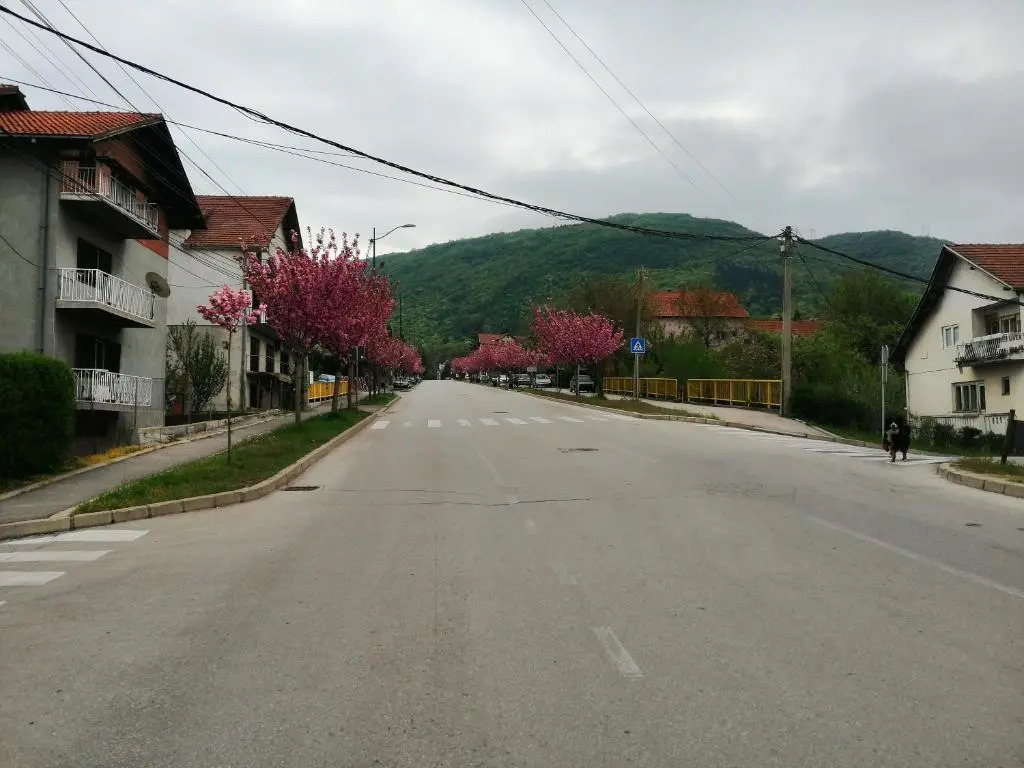 Pansion Velickovic