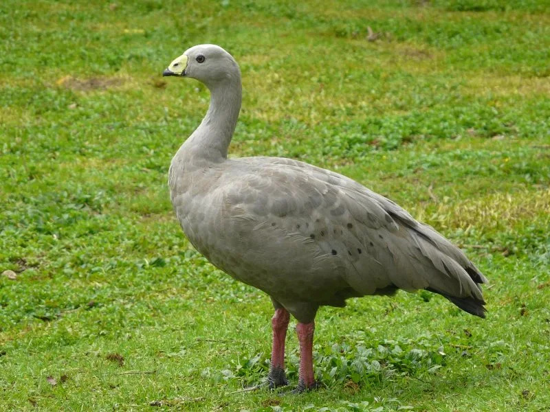 Wings Wildlife Park