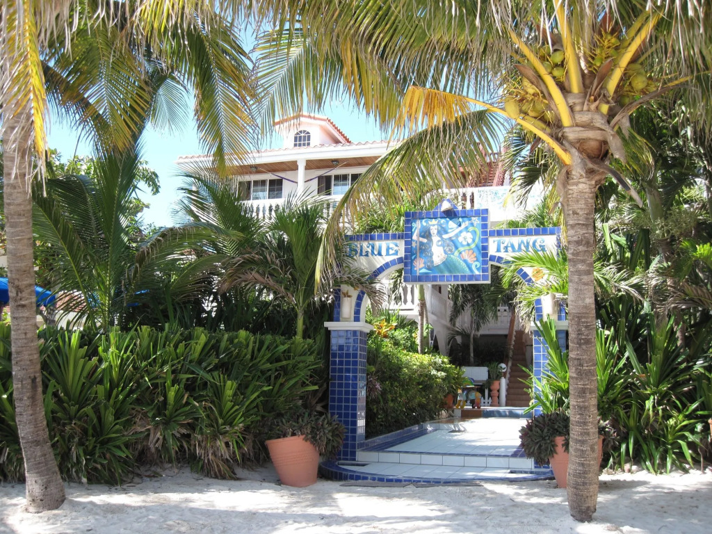 Blue Tang Inn - Beachfront Suites and Pool