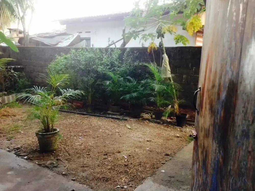 Villahredpalm