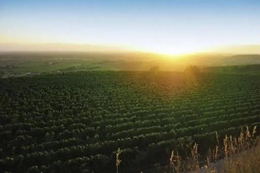 Weingut Landerer