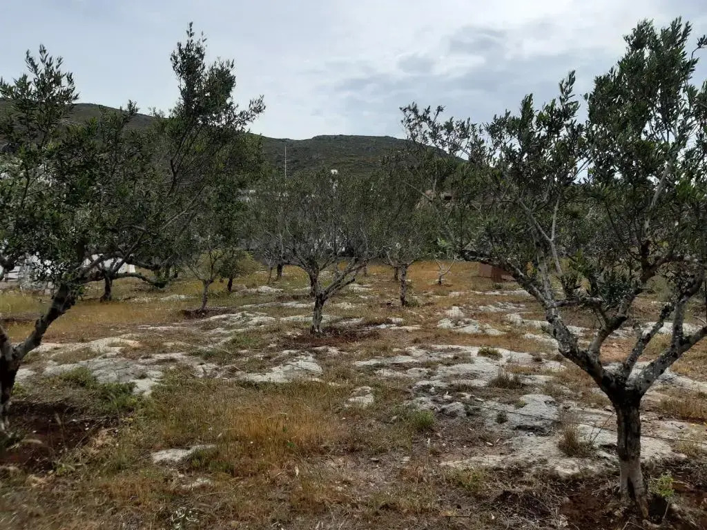 Elafonisos Detached House in Quiet Olive Grove, Starlink Internet & Smart Projector!