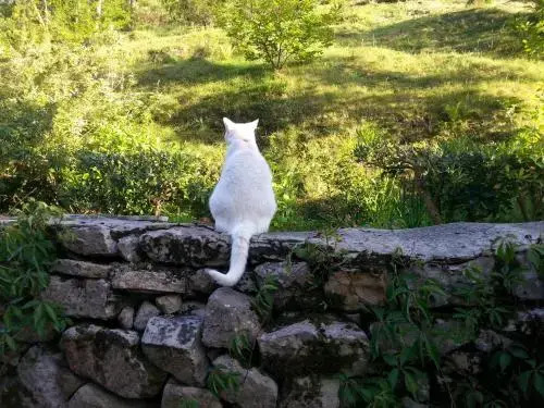 Bajo Los Tilos