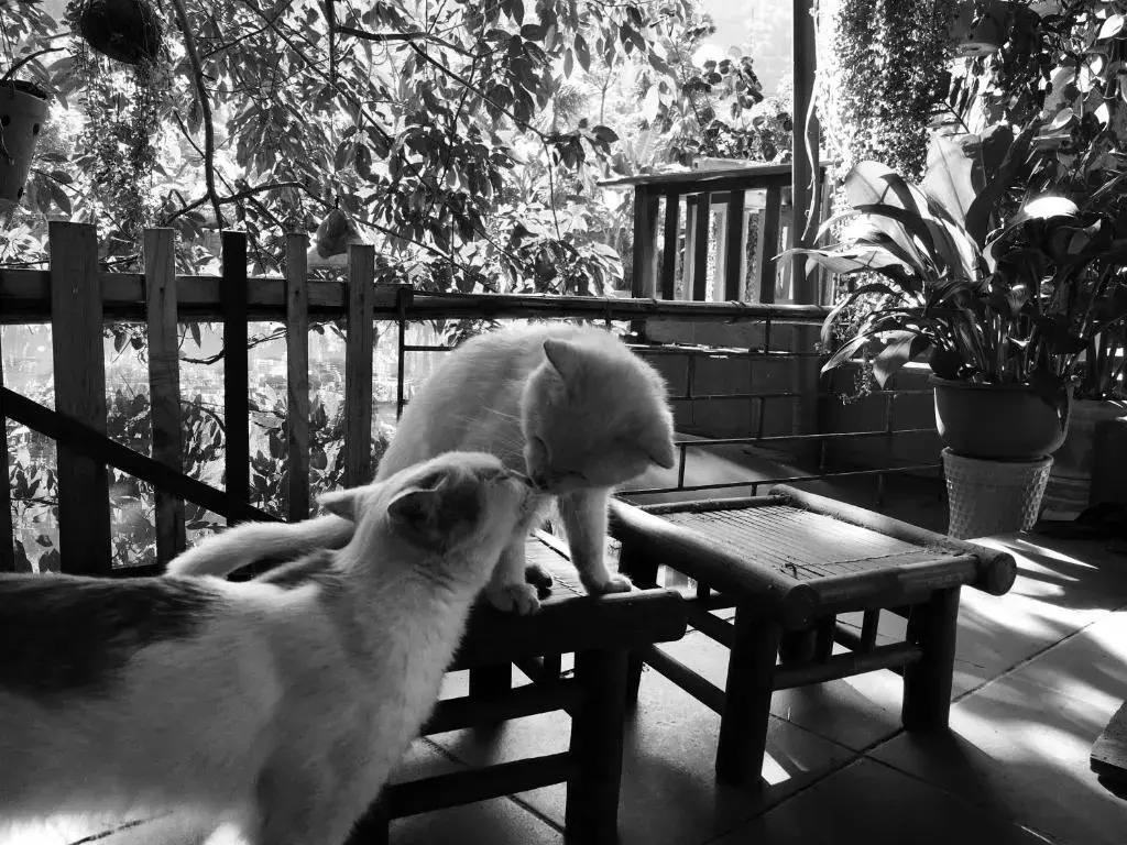 Homestay Bui Ty Ha Giang