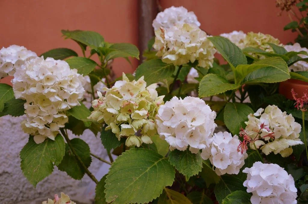 Agriturismo I Luvi