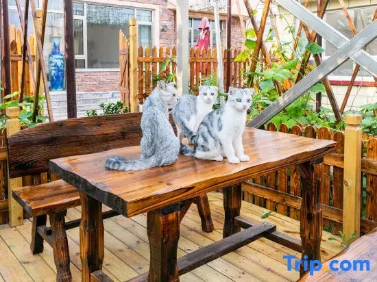 Kitten  hotel