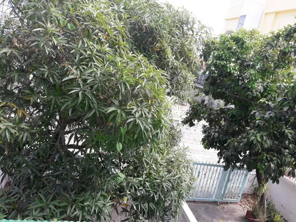 Noon's House
