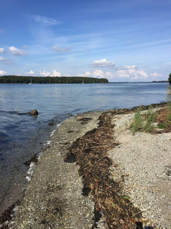Rønhave