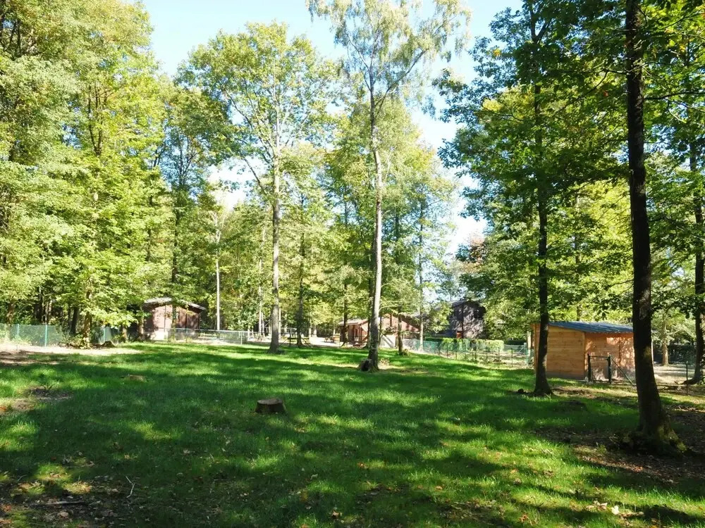 Wooden Chalet With Stove and Microwave Located in the Forest