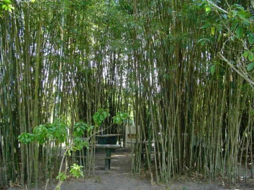 Samburá Chalés