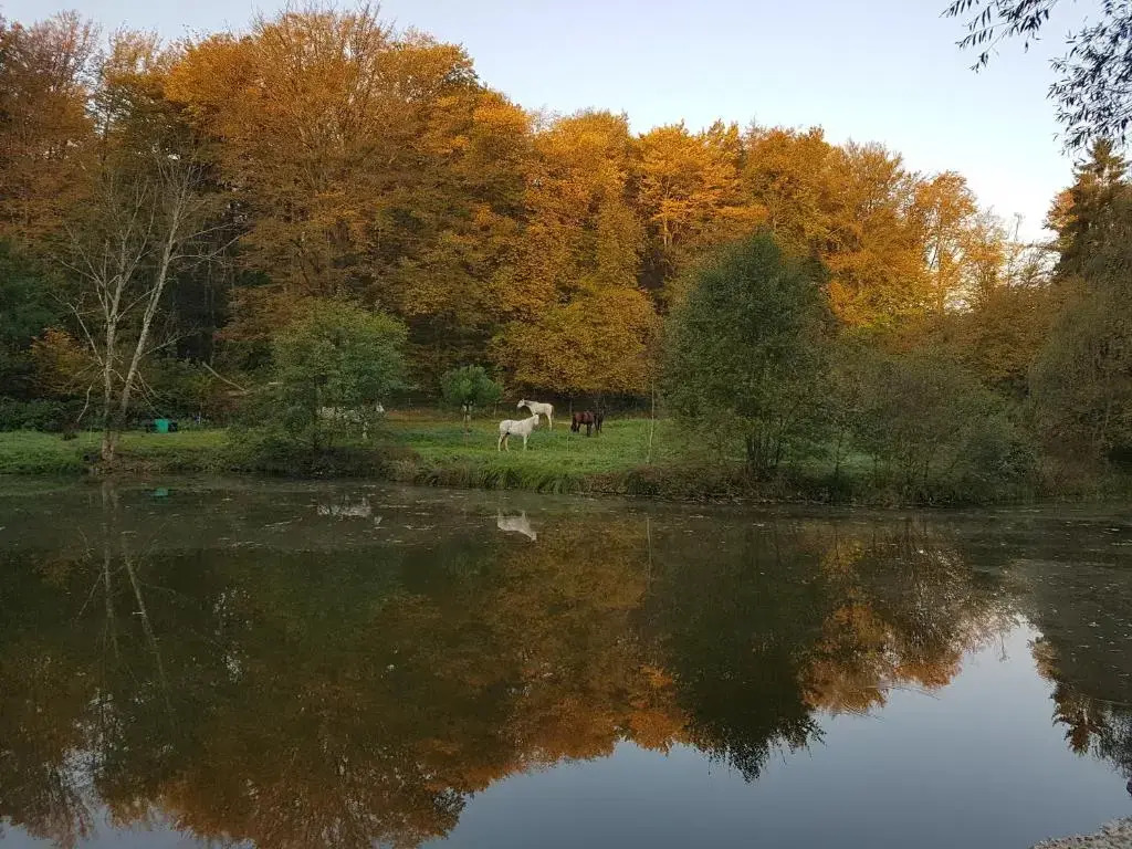 Nid dans la forêt