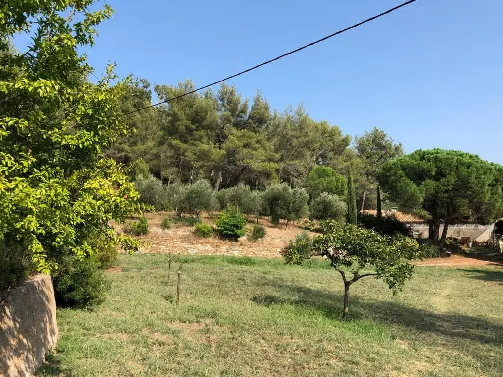 L'oliveraie