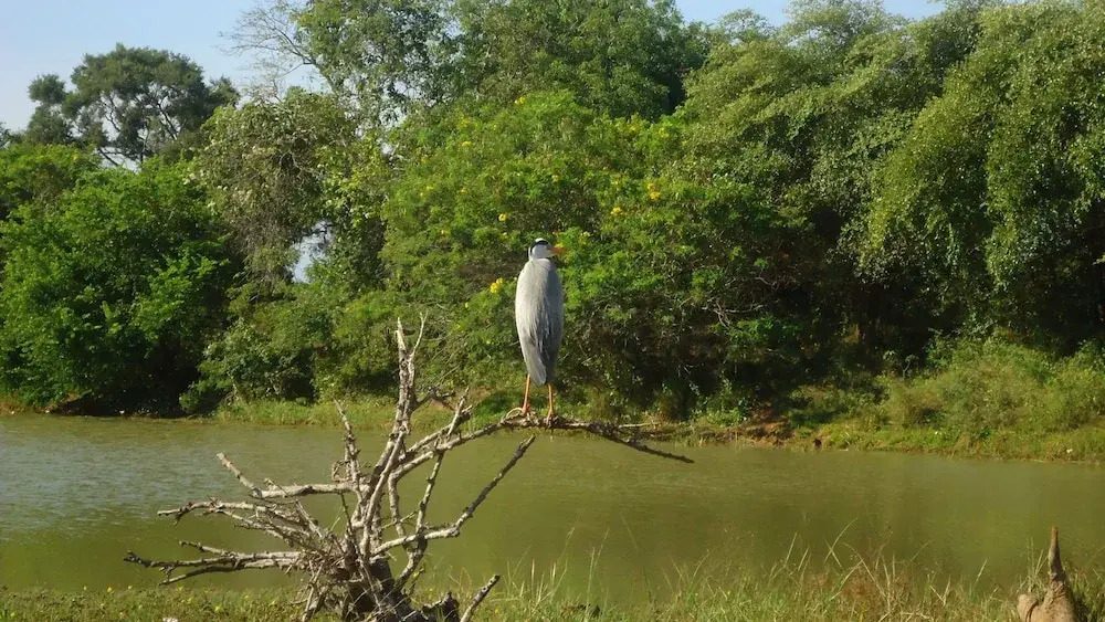 Yala Big Game Drive with Heina Eco Team