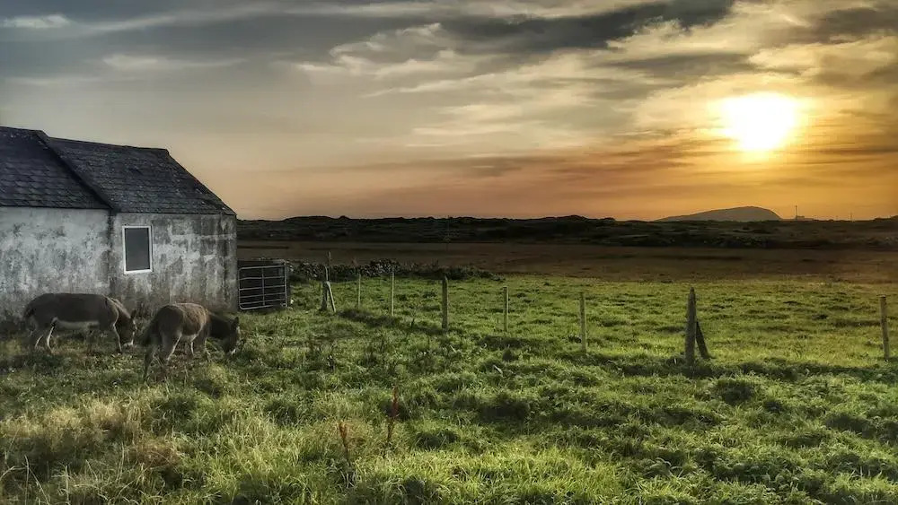 White Thorn House