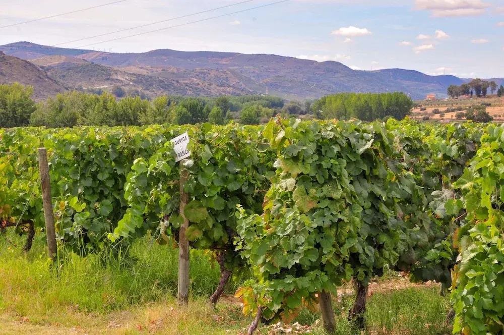 Holiday Home on Estate With Vineyards, Olive Groves and Swimming Pool