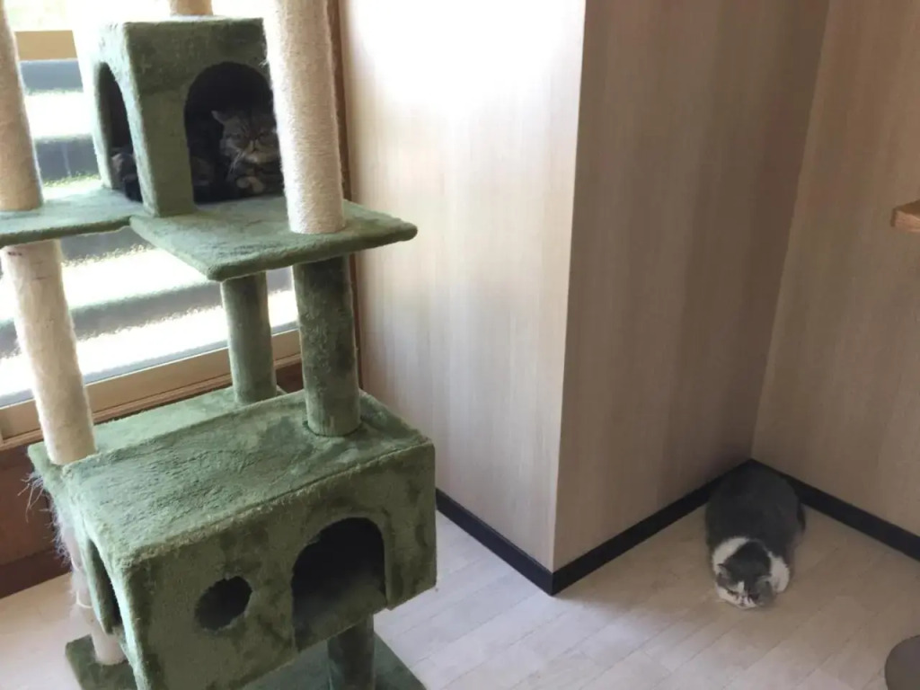 Cat Cafe & Stay Cultuss Home