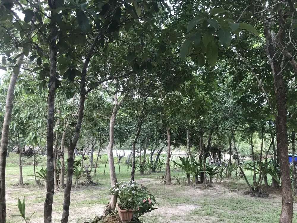 Balili Farm At Nacpan