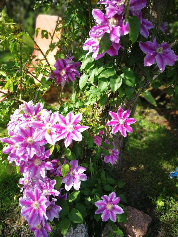 Rosenblick