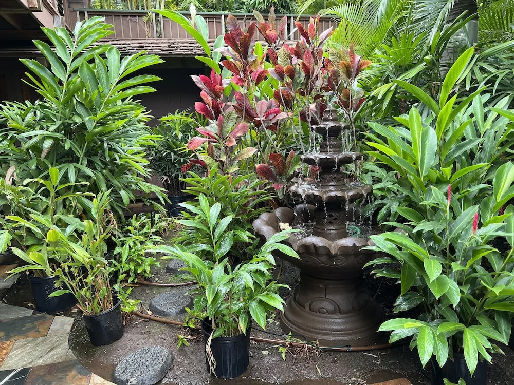 Papaya Suite