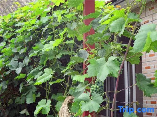 Baili Landscape Gallery Hu Jia Courtyard Homestay