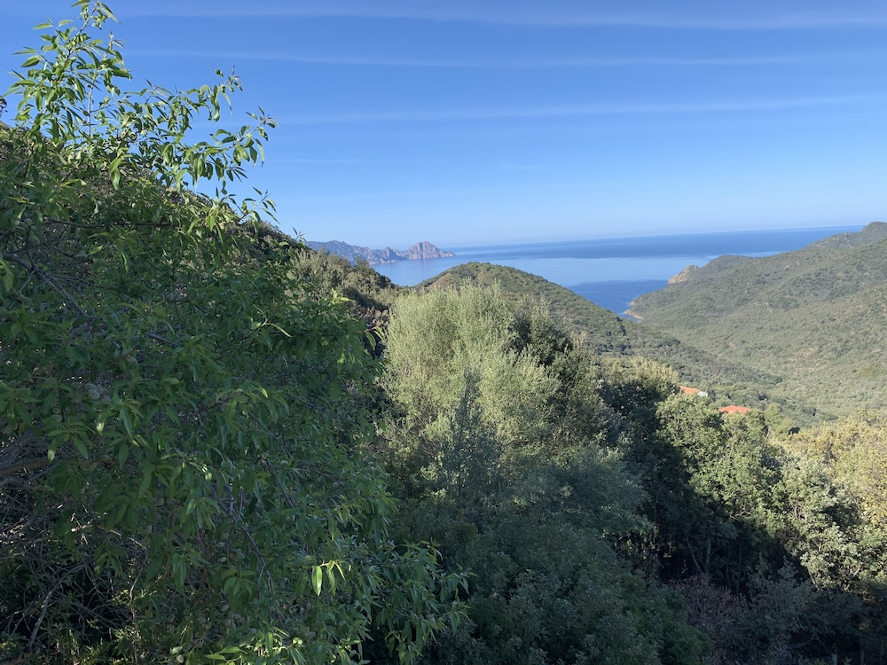 Les Asphodèles