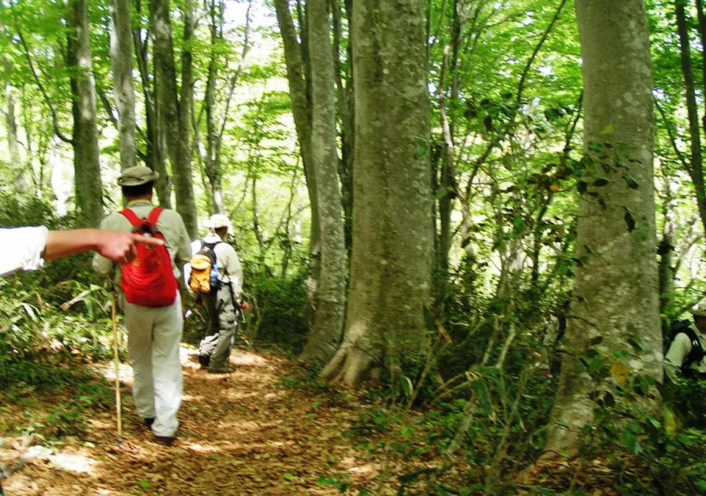 Madarao Elm Pension