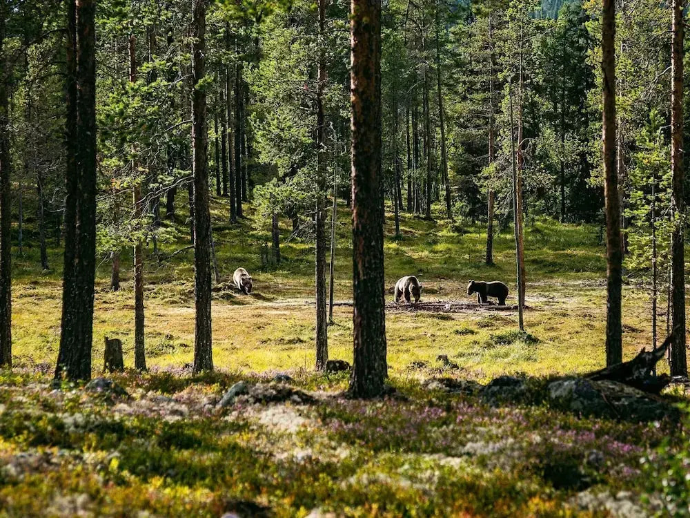 8 Person Holiday Home in Lofsdalen
