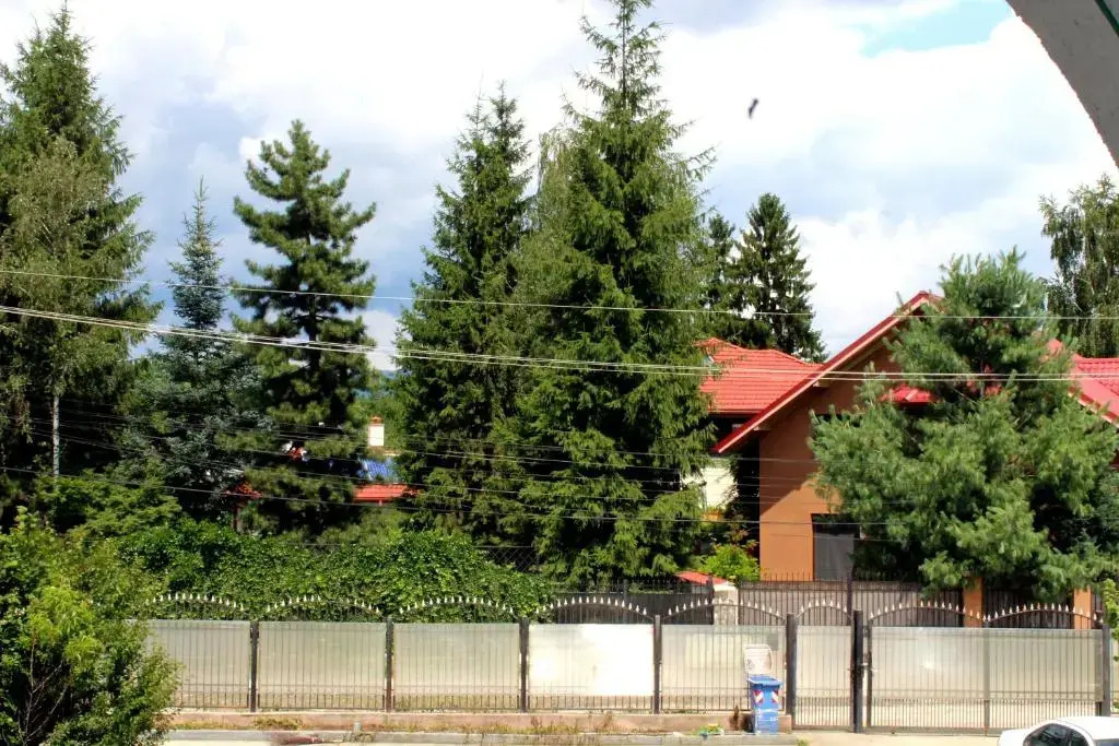 Anuța