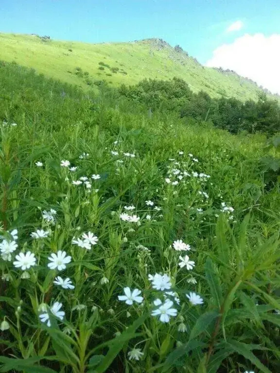 Mountain dew