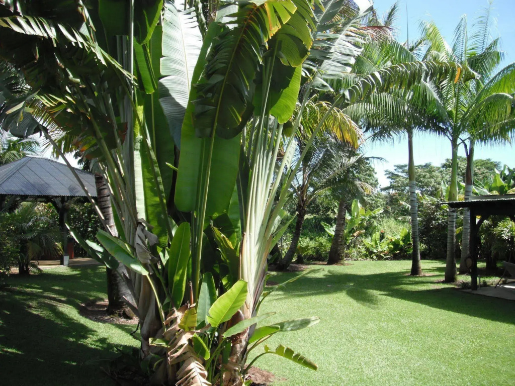 Island Goodes