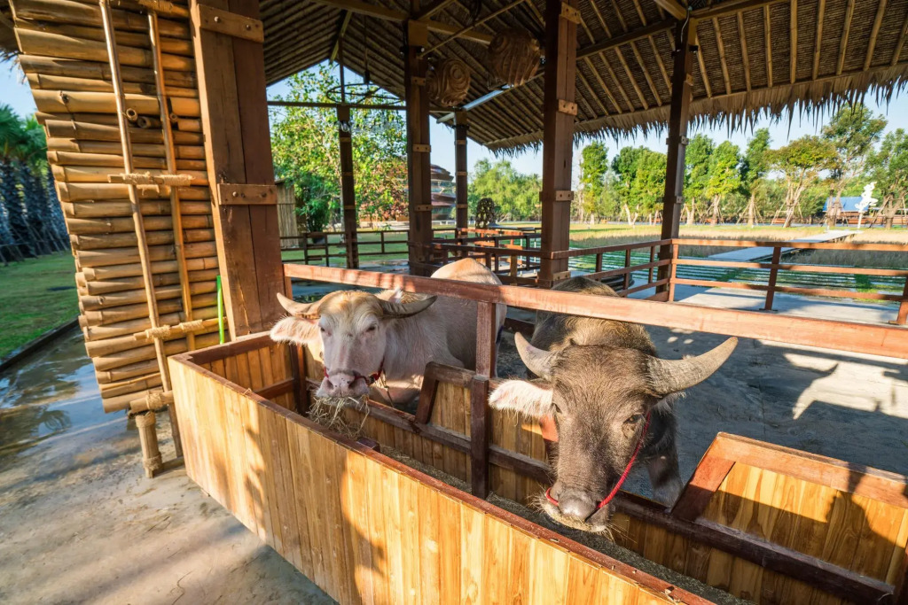 The Buffalo Amphawa (SHA Plus)