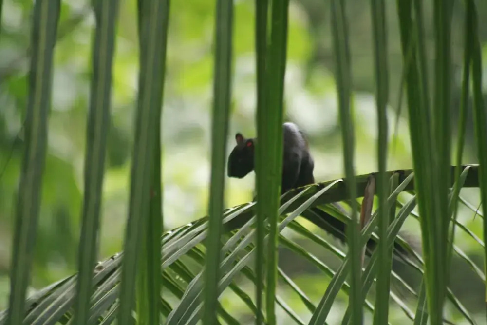 Selva Linda Lodge jungle wildlife vue and birdwatching