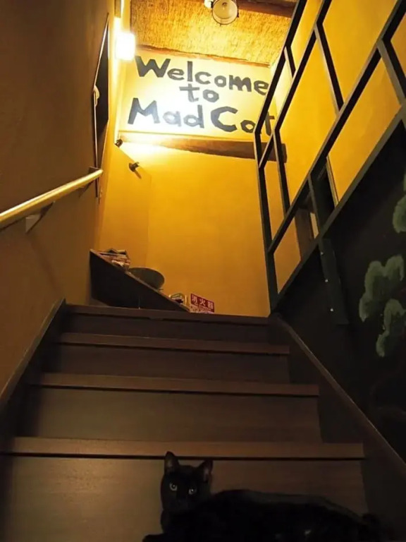 Mad Cat Hostel Osaka & Bar