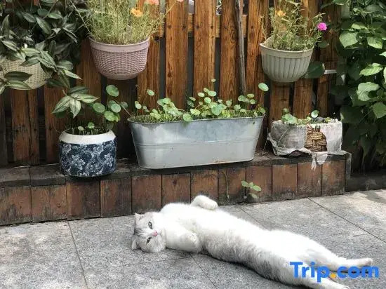 Kitten  hotel
