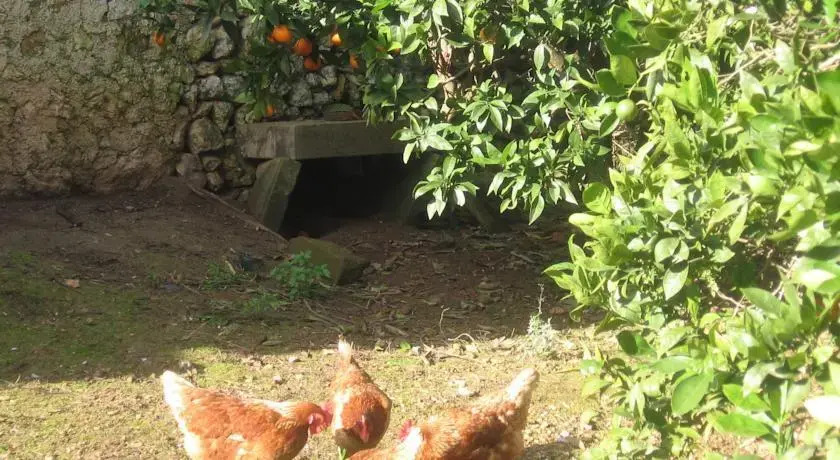 Finca Rustica Sineu