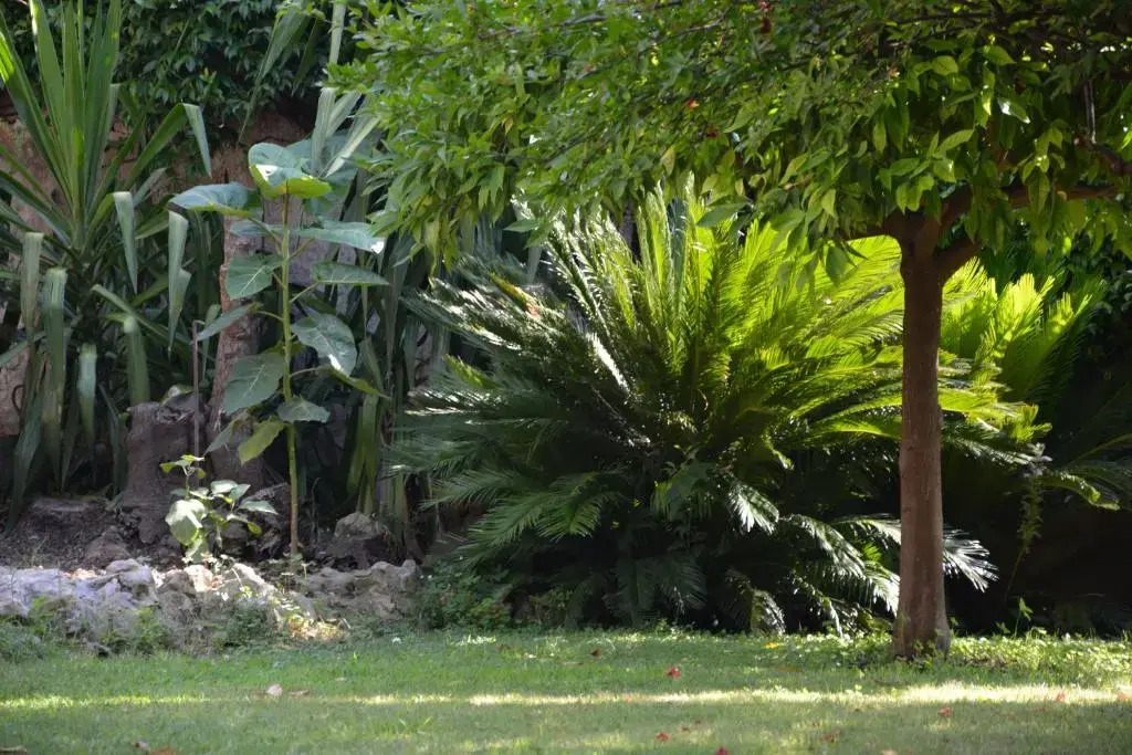 Les Passiflores