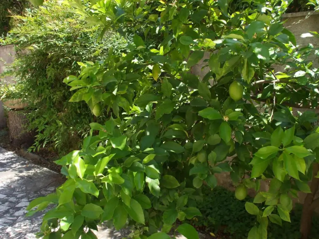 Al verde limone