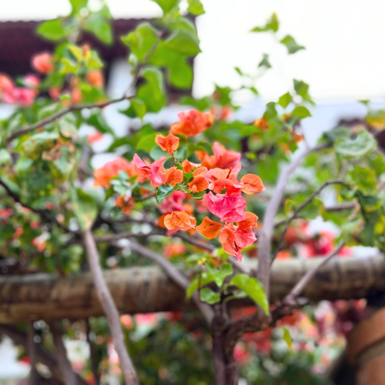 Pousada Villa Bougainville Maragogi