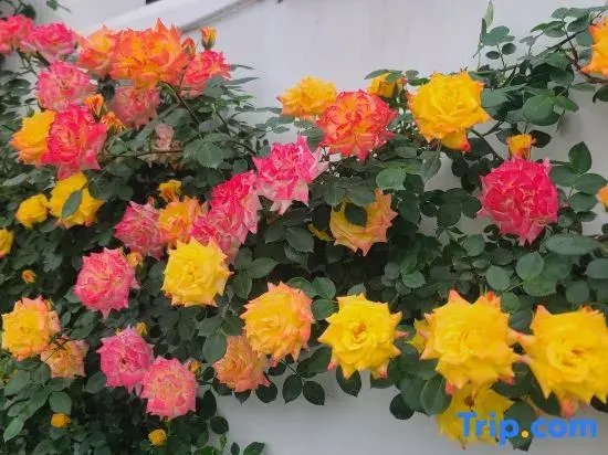 Shiguang Bieyuan Homestay