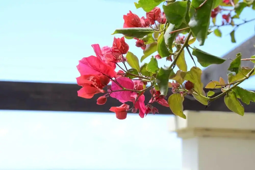 Apartment with 2 Bedrooms in Funchal, with Wonderful Sea View, Furnished Garden And Wifi - 8 Km From the Beach