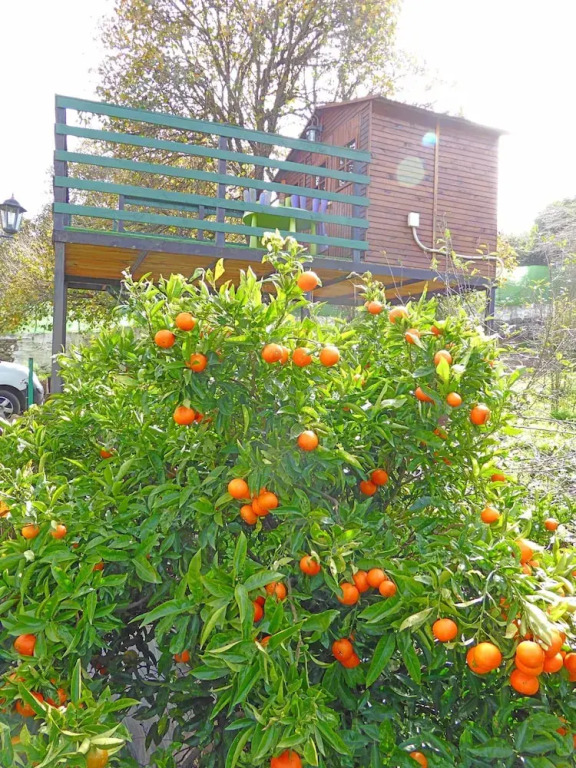 La Alpispa