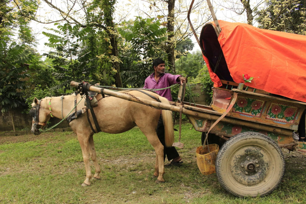 Chitwan Safari Resort