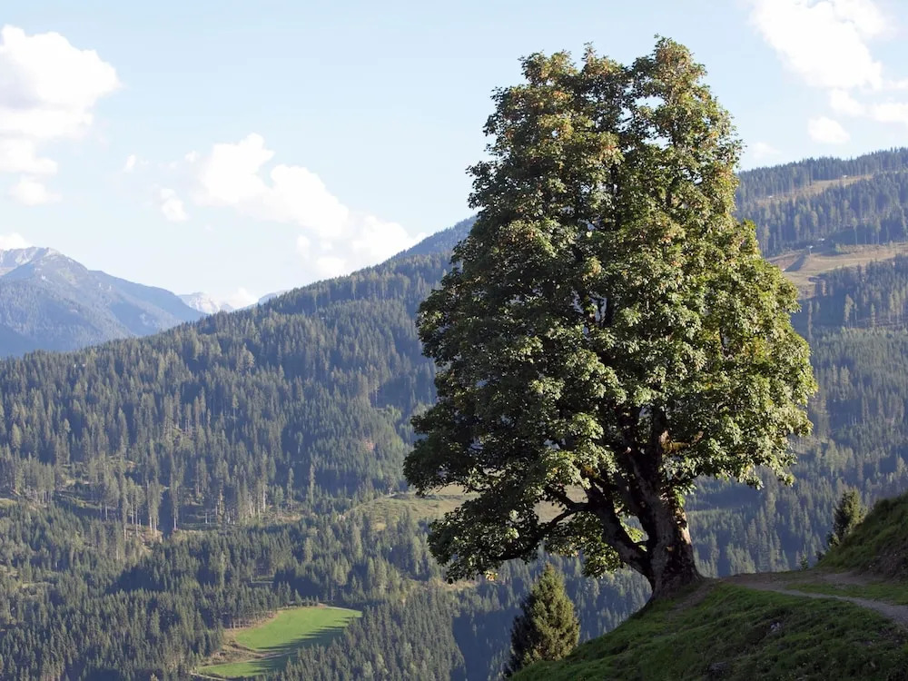 Spacious Cottage near Ski Area in Wagrain