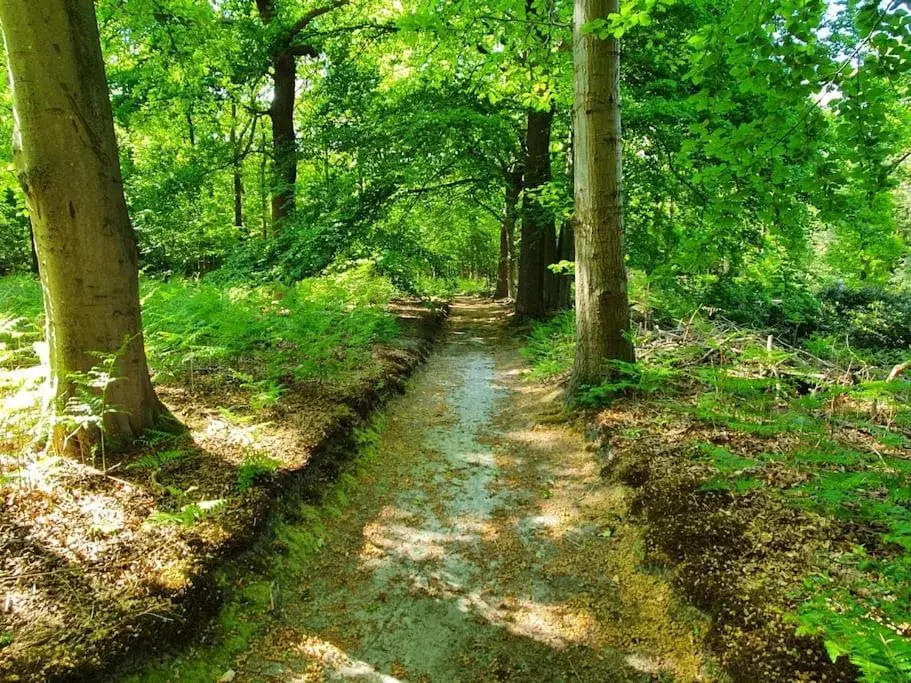 Midden in de Friese bossen op landgoed Princenhof
