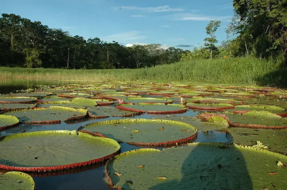 Yaguas Ecolodge