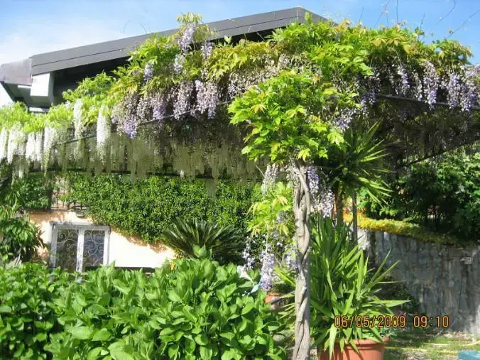 Villa Wisteria