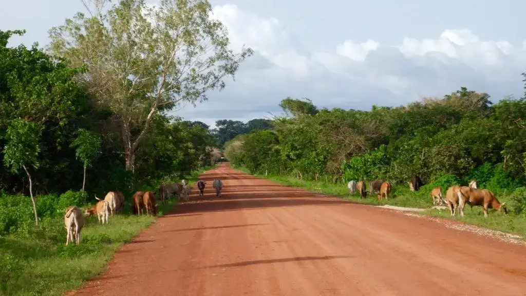Le Kibalaou
