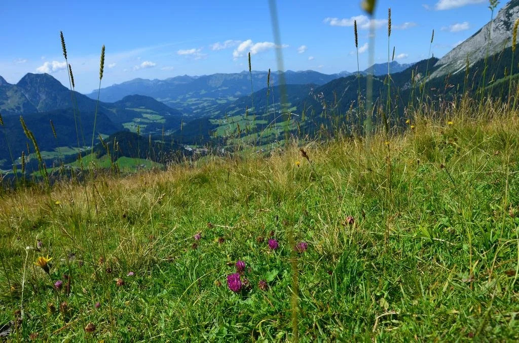 Apartments Alpenfrieden