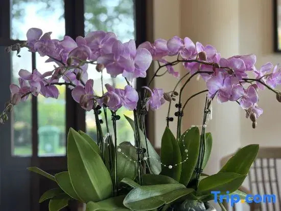 Tai'an Vienna Hotel (Taishan Tianping Lake)