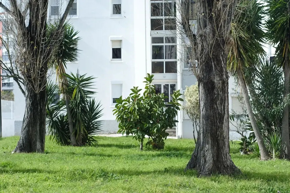 06 Olive Grove Apartment
